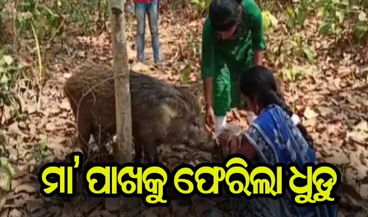 ପାଳିତ ମା’ର ଡାକ ଶୁଣି ଫେରି ଆସିଲା ଧୁଡୁ