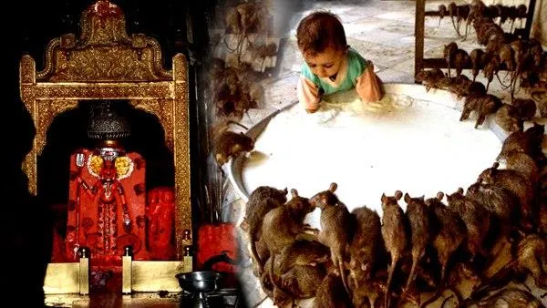 ଦେବୀଙ୍କୁ ପ୍ରସନ୍ନ କରିବା ପାଇଁ ମୂଷାଙ୍କୁ ଦିଆଯାଏ ଭୋଗ