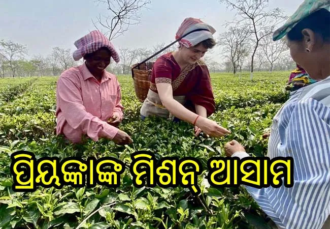 ଆସାମ ଉପରେ ପ୍ରିୟଙ୍କାଙ୍କ ନଜର, ଚା’ ବଗିଚାରୁ ଚା’ ପତ୍ର ତୋଳିଲେ ପ୍ରିୟଙ୍କା