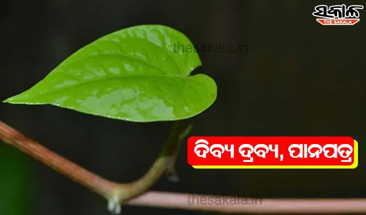 ଦିବ୍ୟ ଦ୍ରବ୍ୟ,ପାନପତ୍ର