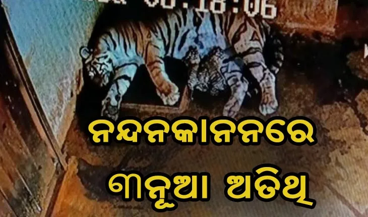 ଓଡ଼ିଆ ନବବର୍ଷରେ ନନ୍ଦନକାନନରେ ନୂଆ ଅତିଥି: ୩ ଶାବକଙ୍କୁ ଜନ୍ମ ଦେଲା ବାଘୁଣୀ ମେଘା