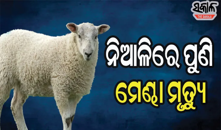 ନିଆଳିରେ ପୁଣି ମେଣ୍ଢା ମୃତ୍ୟୁ ଆତଙ୍କ, ୫ ମେଣ୍ଢା ମୃତ୍ୟୁ