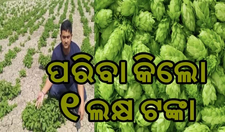 ଏମିତି ଏକ ପରିବା ଅଛି ଯାହାର ଦାମ୍ ଶୁଣିଲେ ହୋସ୍ ଉଡିଯିବ, କିଲୋ ୧ ଲକ୍ଷ ଟଙ୍କା