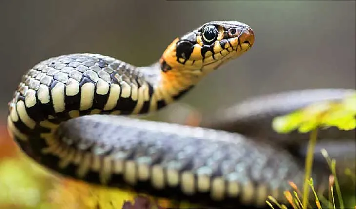 ସାପ କାମୁଡ଼ାରେ ଦୁଇ ମୃତ