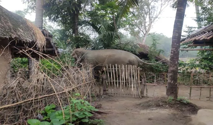 ଗାଁ ମୁହାଁ ହାତୀ, ଭୟରେ ଗ୍ରାମବାସୀ