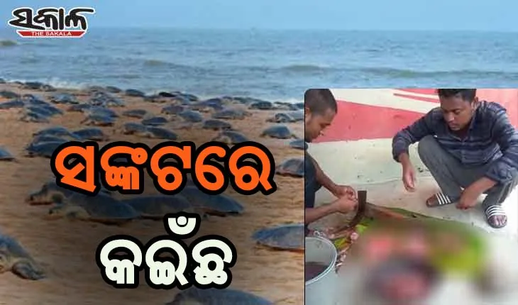 ବେଫିକର ବନ ବିଭାଗ, ସଙ୍କଟରେ କଇଁଛ: କାର୍ଯ୍ଯାଳୟ ଅନତି ଦୂରରେ ଅବାଧରେ ଚାଲିଛି କଇଁଛ ମାଂସ ବିକ୍ରି