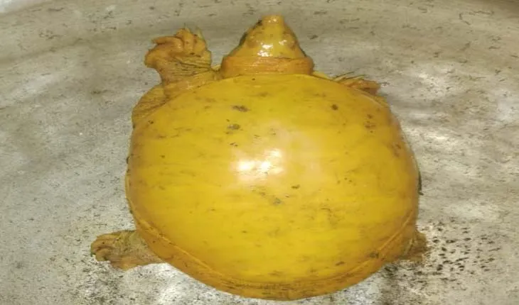 ବୈତରିଣୀ ନଦୀ ପଠାରୁ ବିରଳ ହଳଦିଆ କଇଁଛ ଉଦ୍ଧାର