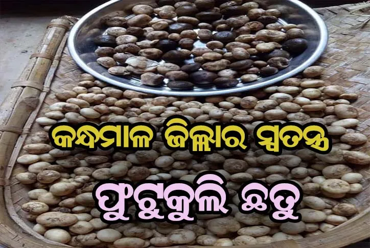 କନ୍ଧମାଳ ଜିଲ୍ଲାର ସ୍ୱତନ୍ତ୍ର ସୁଆଦିଆ ଫୁଟୁକୁଲି ଛତୁ,ବର୍ଷା ଦିନ ଆସିଲେ ଆସେ ବଜାରକୁ….