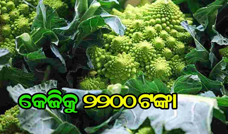 ବିଚିତ୍ର କୋବି: କେଜିକୁ ୨୨୦୦ ଟଙ୍କା