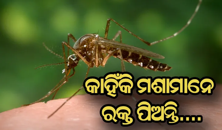 ମଶାମାନେ କାହିଁକି ରକ୍ତ ଶୋଷି ଥାନ୍ତି, ଜାଣନ୍ତୁ କାରଣ….