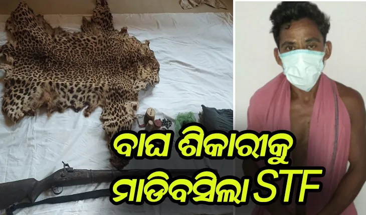 କ୍ରାଇମବ୍ରାଞ୍ଚ ଏସଟିଏଫ ଜାଲରେ ବାଘ ଶିକାରୀ, ବାଘ ଛାଲ ସହ ବନ୍ଧୁକ ଓ ଗୁଳି ଜବତ