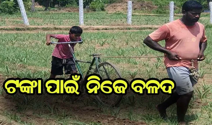 ଲକଡାଉନରେ ଟଙ୍କା ଅଭାବରୁ ବାପା ସାଜିଲା ବଳଦ
