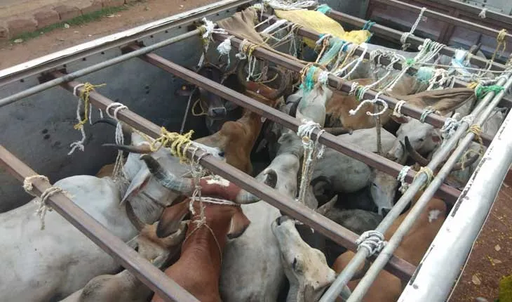 ଗୋରୁ ବୋଝେଇ ଟାଟା ଏସିଇ ଜବତ; ୧୦ଗୋରୁ ଉଦ୍ଧାର,ଡ୍ରାଇଭର ଗିରଫ