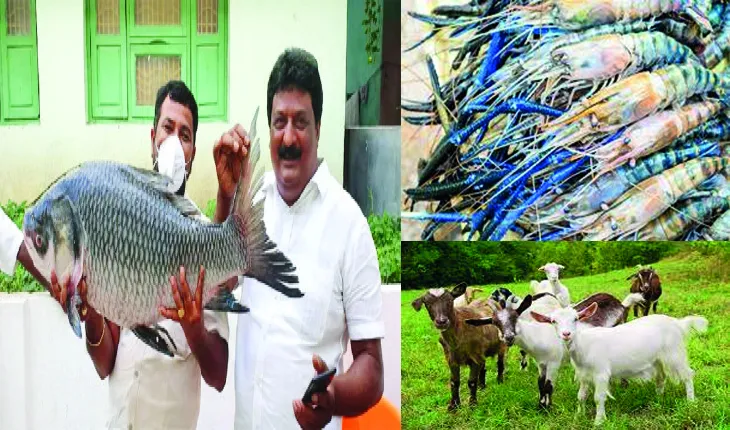 କନ୍ୟାଙ୍କୁ ବାପ ଘର ତରଫରୁ ଭାର: ଭାରରେ ୨୫୦ କେଜି ଚିଙ୍ଗୁଡ଼ି, ୫୦ କୁକୁଡ଼ା ଓ ୧୦ ଛେଳି