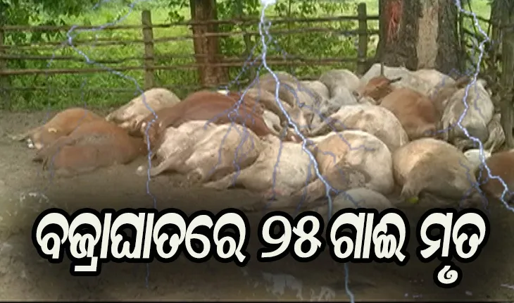 ଆକାଶରୁ ଖସିଲା ମୃତ୍ଯୁ: ବଜ୍ରାଘାତରେ ୨୫ ଗାଈ ମୃତ