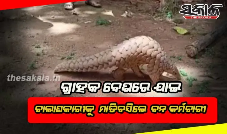ବଜ୍ରକାପ୍ତା ଚୋରା ଚାଲାଣ ବେଳେ ମାଡ଼ି ବସିଲା ବନ ବିଭାଗ, ୪ ଗିରଫ