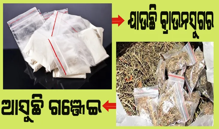 ଯାଉଛି ବ୍ରାଉନସୁଗର, ଆସୁଛି ଗଞ୍ଜେଇ: ନାଇଟକୋଚ୍ ବସ୍ ରେ ହେଉଛି ଚାଲାଣ, ମାଷ୍ଟର ମାଇଣ୍ଡକୁ ଧରୁନି ପୁଲିସ
