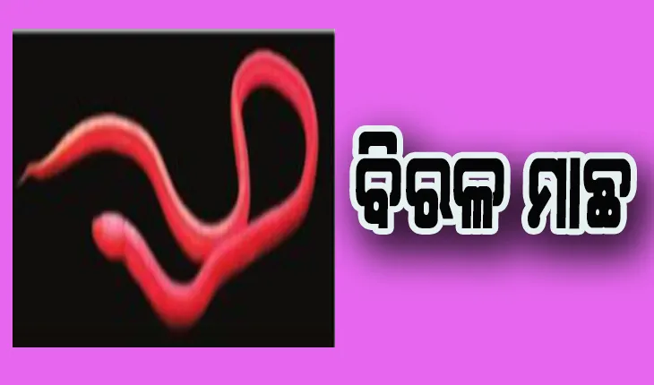 ବିରଳ ପ୍ରଜାତିର ଚକ୍ଷୁହୀନ ମାଛ ଚିହ୍ନଟ