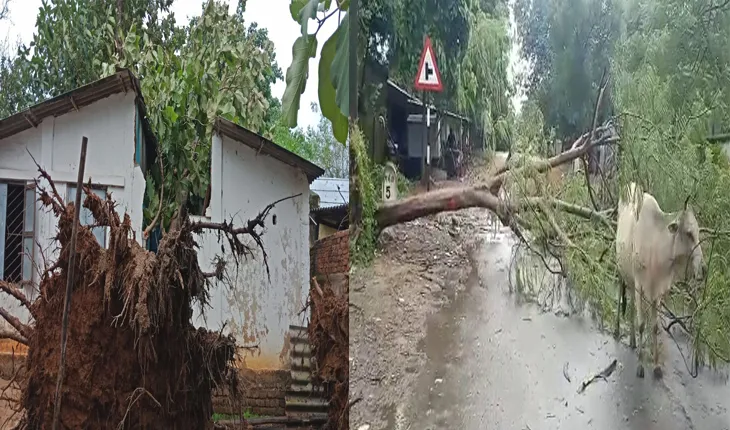ବାତ୍ଯା ଗୁଲାବ ପ୍ରଭାବ: ମାଲକାନଗିରିରେ ଲଗାଣ ବର୍ଷା ଜାରି, ଗଛ ପଡି ଭାଙ୍ଗିଲା ଘର
