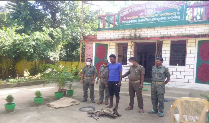ତେଲକୋଇ ବନାଞ୍ଚଳ ରେ ଜନ୍ତୁ ଶୀକାର ବେଳେ ଜଣେ ଗିରଫ : ବାରହା ମାଂସ ଓ ହରିଣ ଛାଲ ଜବତ