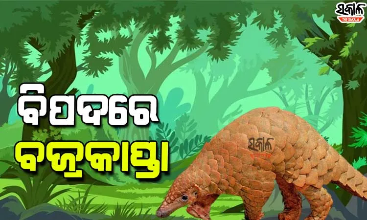 ଓଡ଼ିଶା ବଜ୍ରକାପ୍ତା ଉପରେ ବିଦେଶୀ ନଜର, ସୋସିଆଲ ମିଡ଼ିଆରେ ହେଉଛି କାରବାର