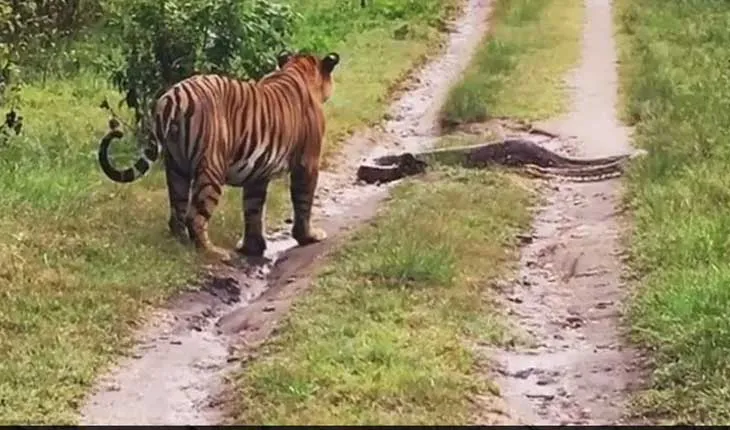 ବାଘୁଣୀ-ଅଜଗର ଲଢ଼େଇ : ଡାକ୍ତରଖାନା ଗଲା ଅଜଗର