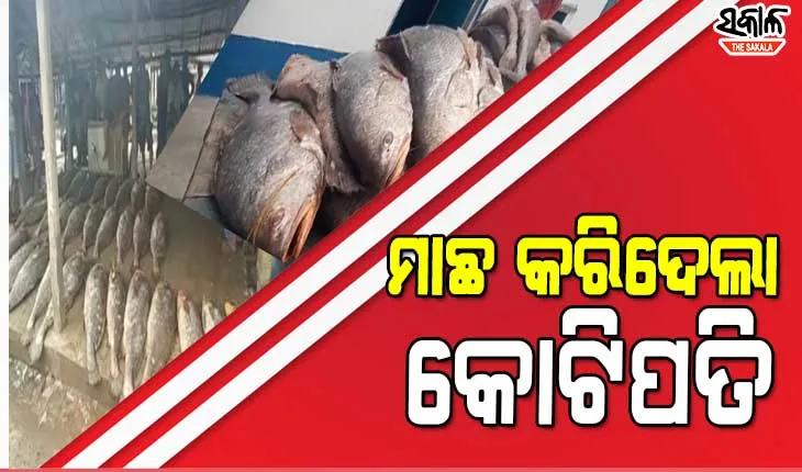 ଦୀଘା ମୁହାଣରେ ଜାଲରେ ପଡ଼ିଲା ୩୩ଟି ତେଲିଆ ଭୋଲା ମାଛ, ବିକ୍ରି କରି କୋଟିପତି ହେଲେ ମତ୍ସ୍ୟଜୀବୀ