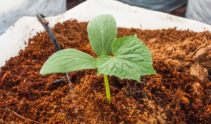 Cocopeat Substitude of Soil