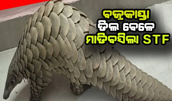 ୮ କେଜିର ଜୀବନ୍ତ ବଜ୍ରକାପ୍ତା ଉଦ୍ଧାର, ଡିଲ୍ ବେଳେ ମାଡିବସିଲା ଏସଟିଏଫ୍