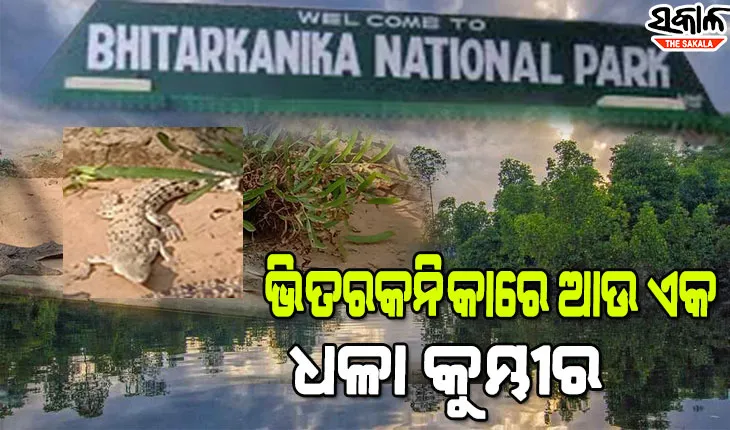 ଭିତରକନିକାରେ ନୂଆ ଅତିଥି : ପର୍ଯ୍ୟଟକଙ୍କ ଆକର୍ଷଣର କେନ୍ଦ୍ରବିନ୍ଦୁ ପାଲଟିଛି ଆଉ ଏକ ଧଳା କୁମ୍ଭୀର