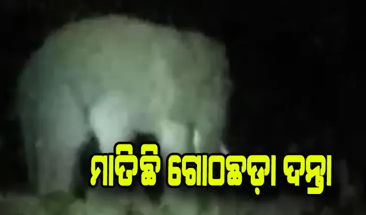 ମାତିଛି ଗୋଠଛଡ଼ା ଦନ୍ତା: ଗାଁରେ ପଶି ଖାଇଯାଉଛି ଧାନ ଓ ଚାଉଳ, ଆତଙ୍କିତ ଅବସ୍ଥାରେ ସ୍ଥାନୀୟ ଲୋକେ