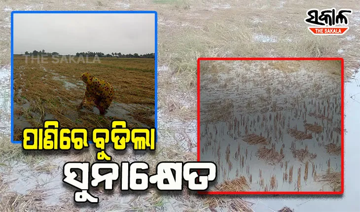 ପାଣିରେ ବୁଡିଲା ପାଚିଲା ଧାନର ସୁନାକ୍ଷେତ, ଚାଷୀ ମୁଣ୍ଡରେ ଚଡକ