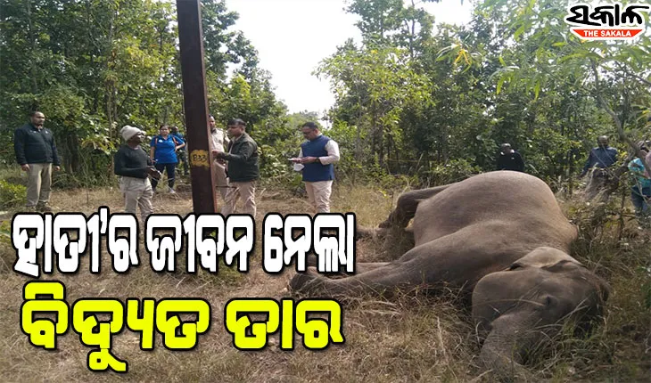 ବିଦ୍ୟୁତ ତାର ସଂସ୍ପର୍ଶରେ ଆସି ମାଈ ହାତୀ ମୃତ