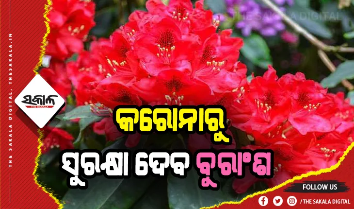 କରୋନାରୁ ସୁରକ୍ଷା ଦେବ ବୁରାଂଶ