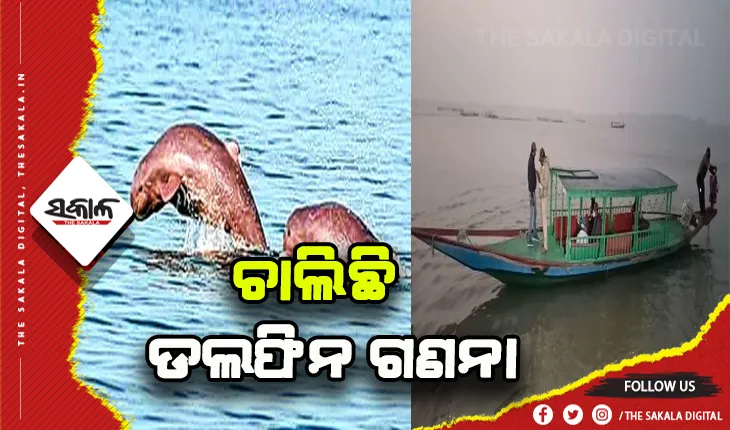 ଚିଲିକାରେ ଚାଲିଛି ଡଲଫିନ ଗଣନା
