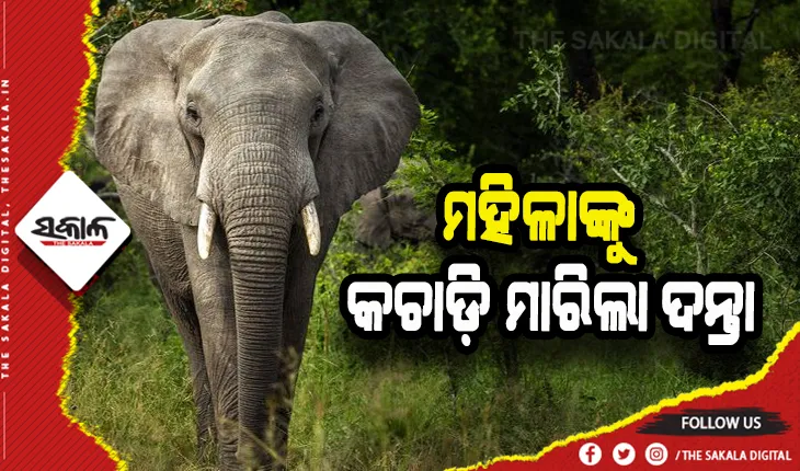 ଘରେ ପଶି ମହିଳାଙ୍କୁ କଚାଡ଼ି ମାରିଲା ଦନ୍ତା ହାତୀ