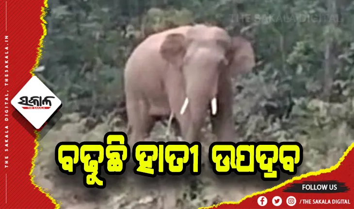 ଥମୁନି ହାତୀ ଉପଦ୍ରବ: ଗୋଟିଏ ରାତିରେ ଭାଙ୍ଗିଲେ ୬ ଘର