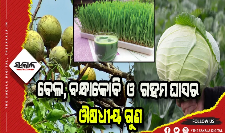 ଜାଣନ୍ତୁ ବେଲ, ବନ୍ଧାକୋବି ଓ ଗହମ ଘାସର ଉପକାରିତା