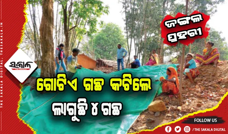 ସହଭାଗିତା ଶିଖାଉଛି ମୟୂରଭଞ୍ଜର ‘ମାଣ୍ଡାମ’ ଗାଁ: ଠେଙ୍ଗାପାଳି କରି ଜଗୁଛନ୍ତି ୪୨୩ ଏକର ଜଙ୍ଗଲ, ଗୋଟିଏ ଗଛ କଟିଲେ ଲାଗୁଛି ୪ ଗଛ