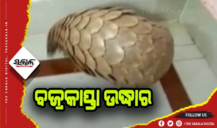ଏସଟିଏଫ ପଞ୍ଝାରେ ବଜ୍ରକାପ୍ତା ଚୋରା ଚାଲାଣକାରୀ, ପୁଣି ଉଦ୍ଧାର ହେଲା ଏକ ଜୀବନ୍ତ ବଜ୍ରକାପ୍ତା