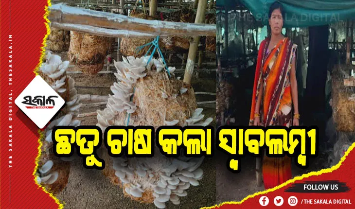 ସ୍ୱାବଲମ୍ବୀ କଲା ୱେଷ୍ଟର୍ଣ୍ଣ ଛତୁ ଚାଷ: ସଫଳ ମହିଳା ଛତୁ ଚାଷୀ କଇଲ ମାଝୀ