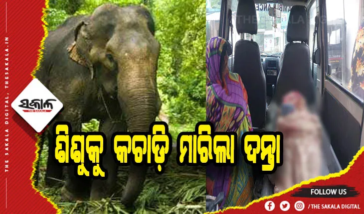 ଘରେ ପଶି ୫ ବର୍ଷର ଶିଶୁକୁ କଚାଡ଼ି ମାରିଲା ଦନ୍ତା ହାତୀ, ଅଳ୍ପକେ ବର୍ତ୍ତିଲେ ବାପା- ମାଆ