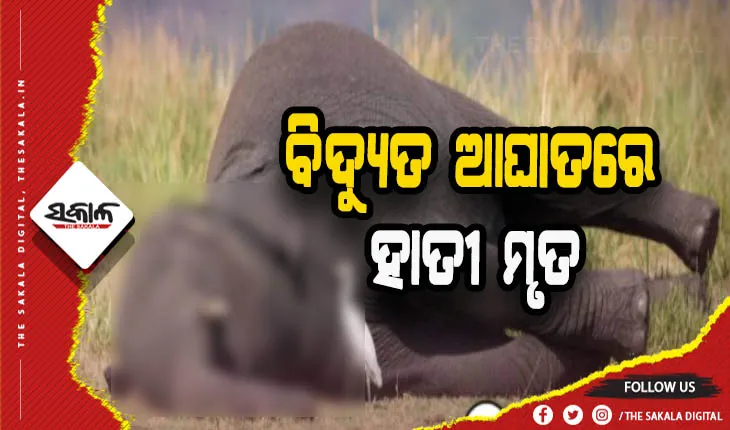 ବିଦ୍ୟୁତ ଆଘାତରେ ମାଈ ହାତୀର ମୃତ୍ୟୁ