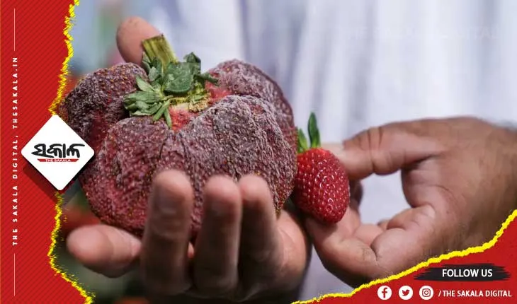ବିଶ୍ବ ରେକର୍ଡରେ ସବୁଠାରୁ ବଡ଼ ଷ୍ଟ୍ରବେରୀ