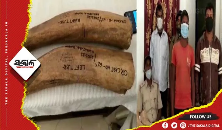 ଏସଟିଏଫର ଚଢାଉ: ହାତୀଦାନ୍ତ ଜବତ, ୨ ଗିରଫ
