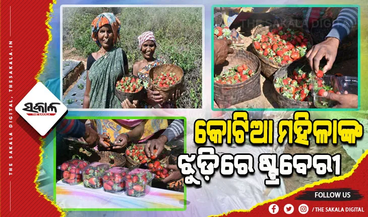 ବଦଳୁଛି କୋଟିଆ, ଷ୍ଟ୍ରବେରୀ ଚାଷ କରି ସ୍ୱାବଲମ୍ବୀ ହେଉଛନ୍ତି ମହିଳା