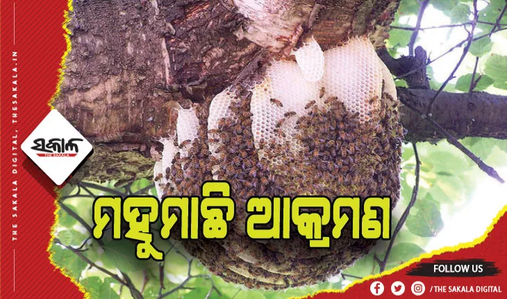 ମହୁମାଛି ଆକ୍ରମଣ: ୧ମୃତ, ୩ ଗୁରୁତର
