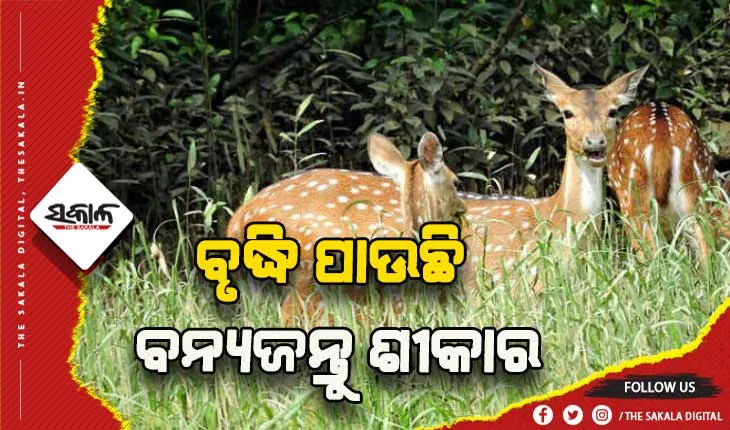 ନୟାଗଡ଼ରେ ବୃଦ୍ଧି ପାଉଛି ବନ୍ୟଜନ୍ତୁ ଶୀକାର: ୬୦ କେଜି ହରିଣ ମାଂସ ଜବତ, ଜଣେ ଗିରଫ