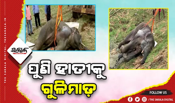 ସମ୍ବଲପୁର ହାତୀ ମୃତ୍ୟୁ ଘଟଣା: ଗୁଳିମାଡ଼ ଯୋଗୁଁ ହାତୀ ଦେହରେ ହୋଇଥିଲା ସଂକ୍ରମଣ