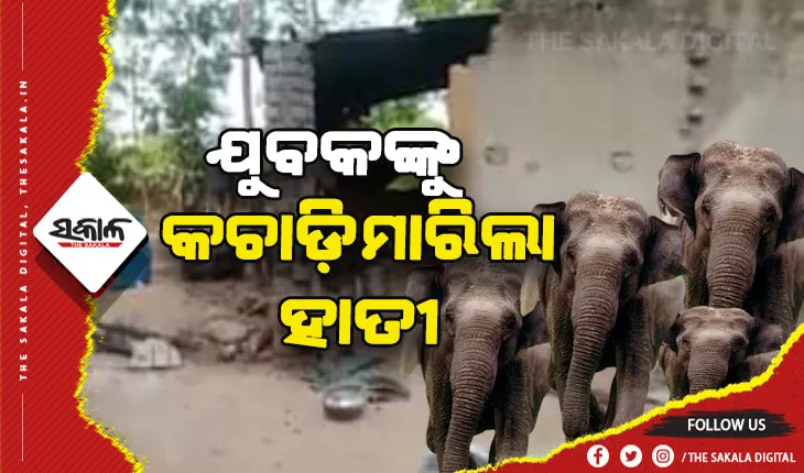 ମଦଭାଟିରେ ହାତୀପଲ ଆକ୍ରମଣ: ଶୋଇଥିବା ଅବସ୍ଥାରେ ଯୁବକଙ୍କୁ କଚାଡ଼ି ମାରିଲା ହାତୀ